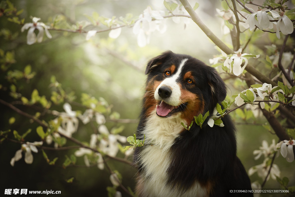 动物 宠物 狗 猫