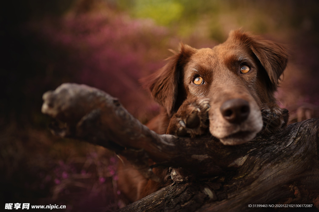 动物 宠物 狗 猫