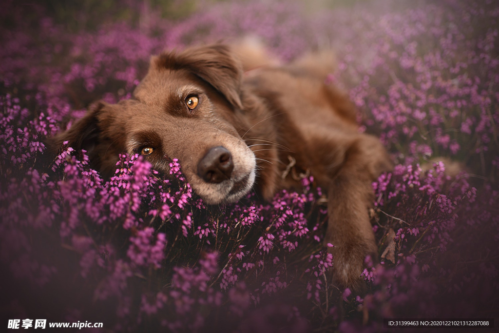 动物 宠物 狗 猫