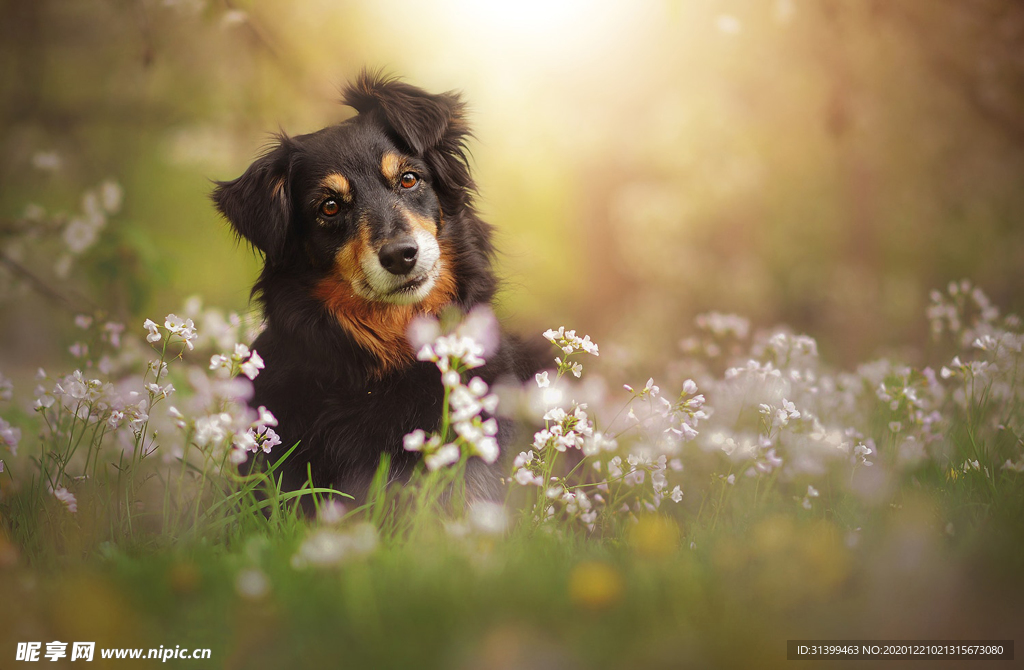 动物 宠物 狗 猫