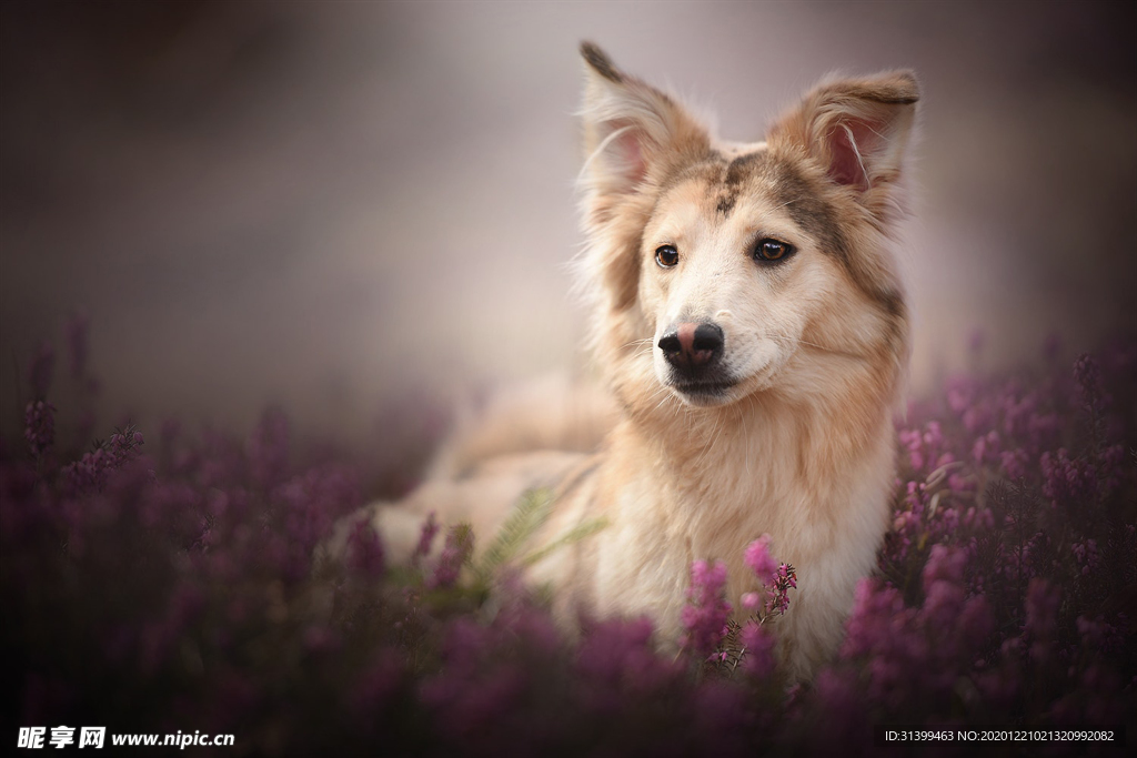 动物 宠物 狗 猫