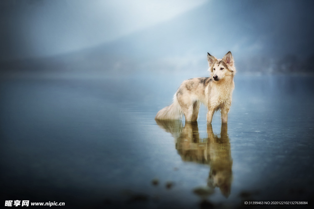 动物 宠物 狗 猫