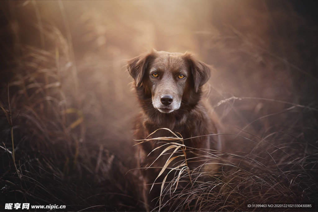 动物 宠物 狗 猫