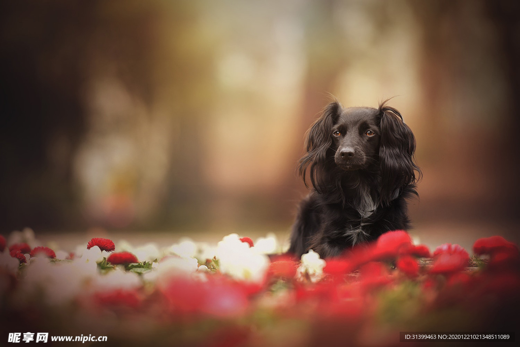动物 宠物 狗 猫