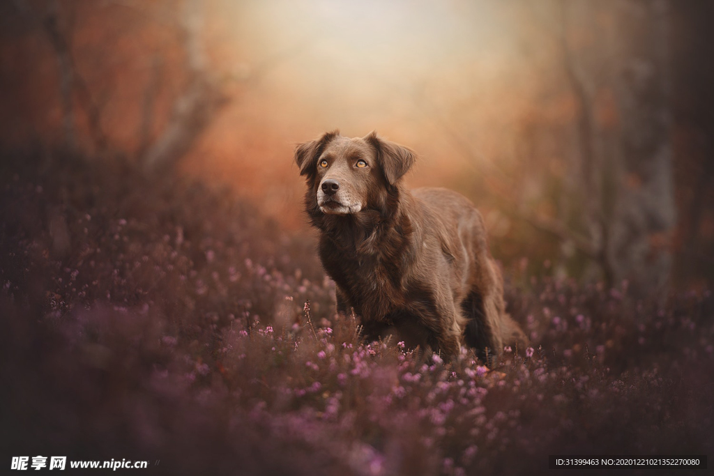 动物 宠物 狗 猫