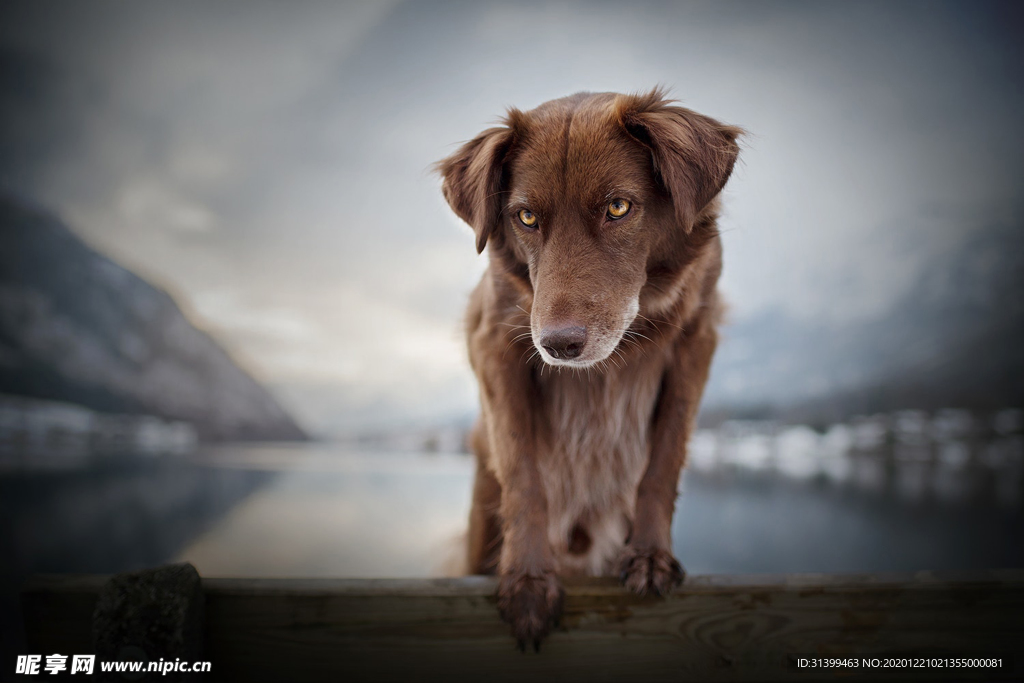 动物 宠物 狗 猫