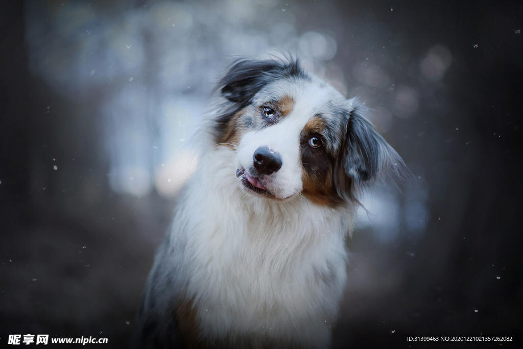 动物 宠物 狗 猫