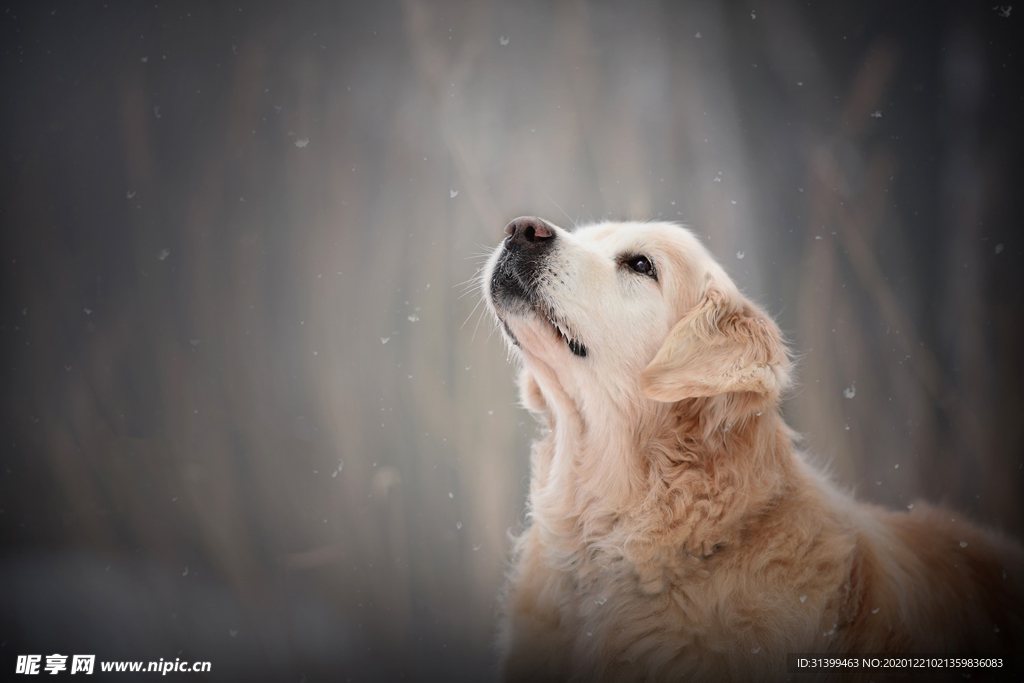 动物 宠物 狗 猫