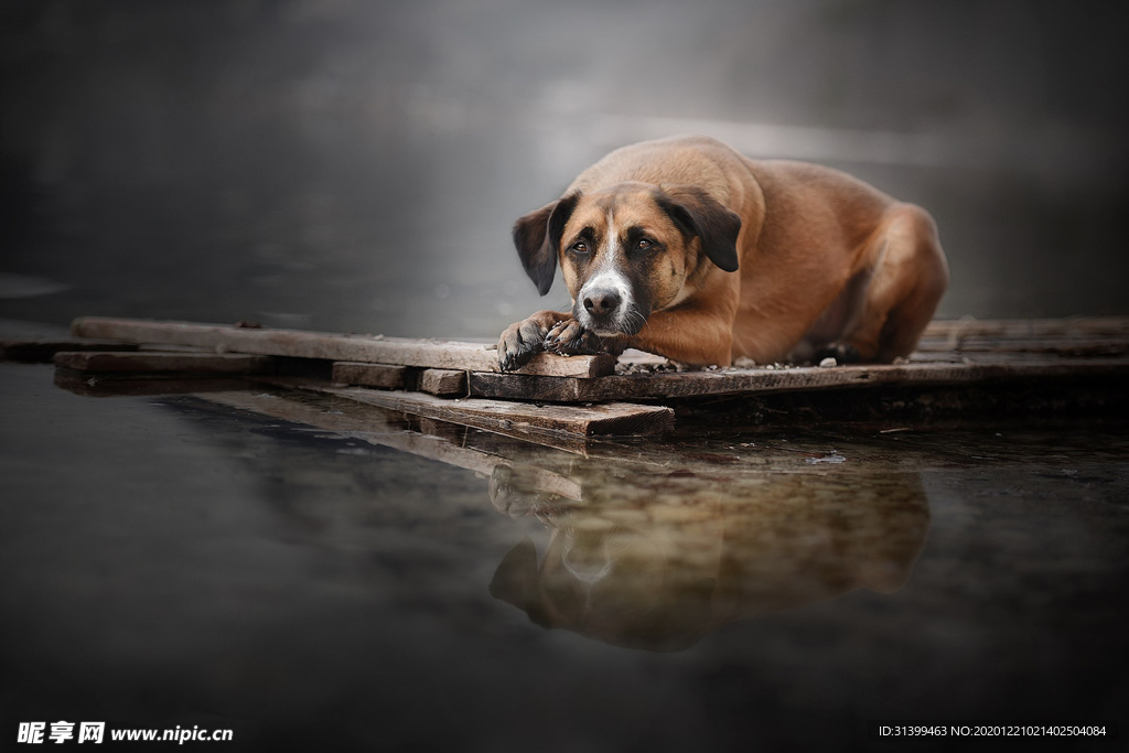 动物 宠物 狗 猫