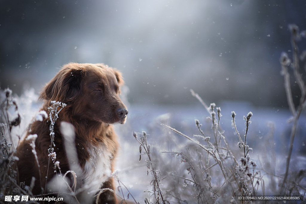 动物 宠物 狗 猫
