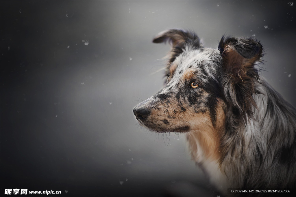 动物 宠物 狗 猫