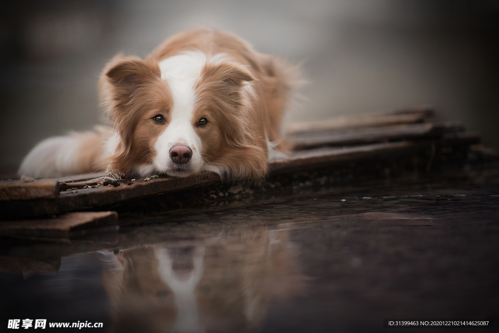 动物 宠物 狗 猫