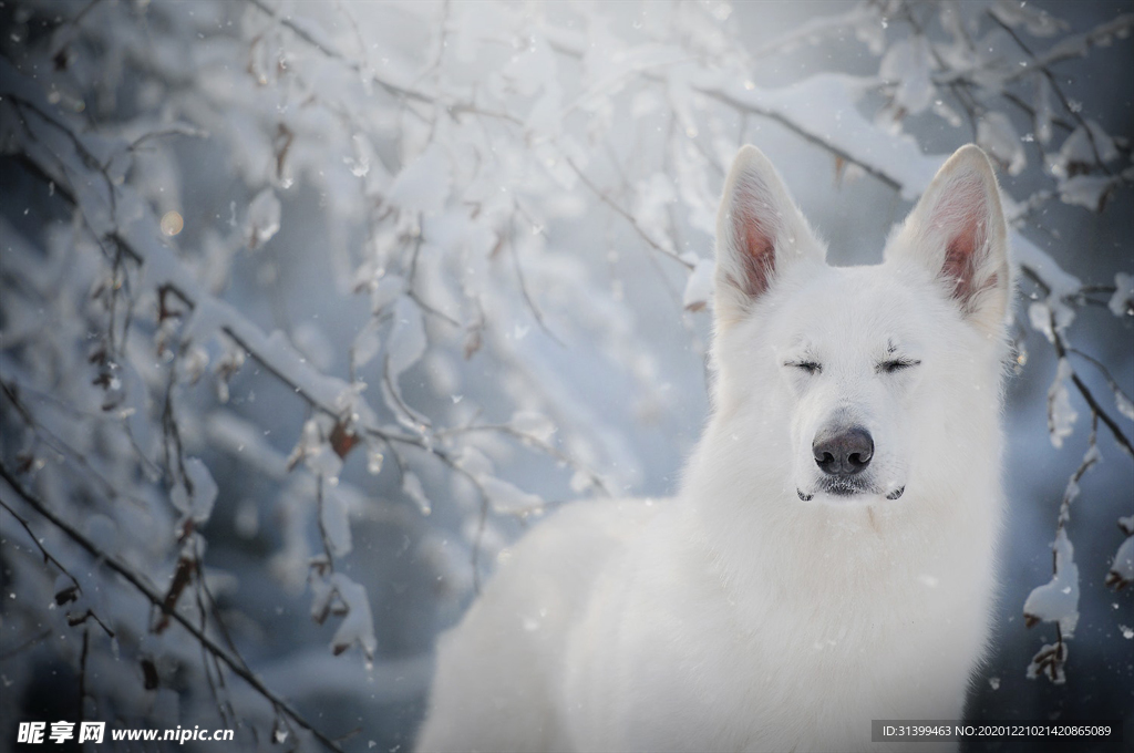 动物 宠物 狗 猫