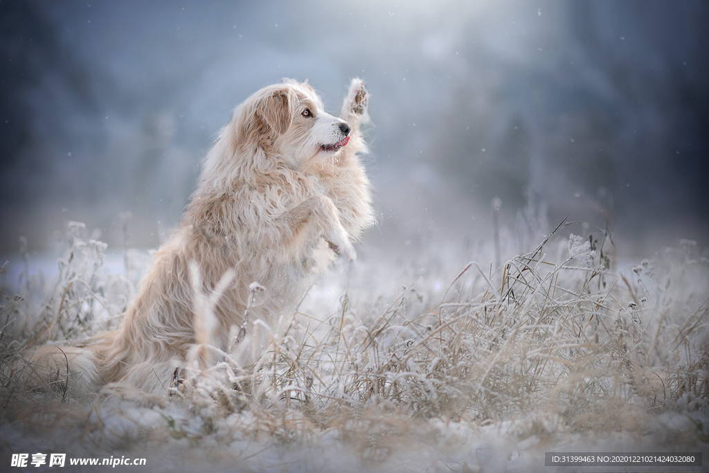 动物 宠物 狗 猫