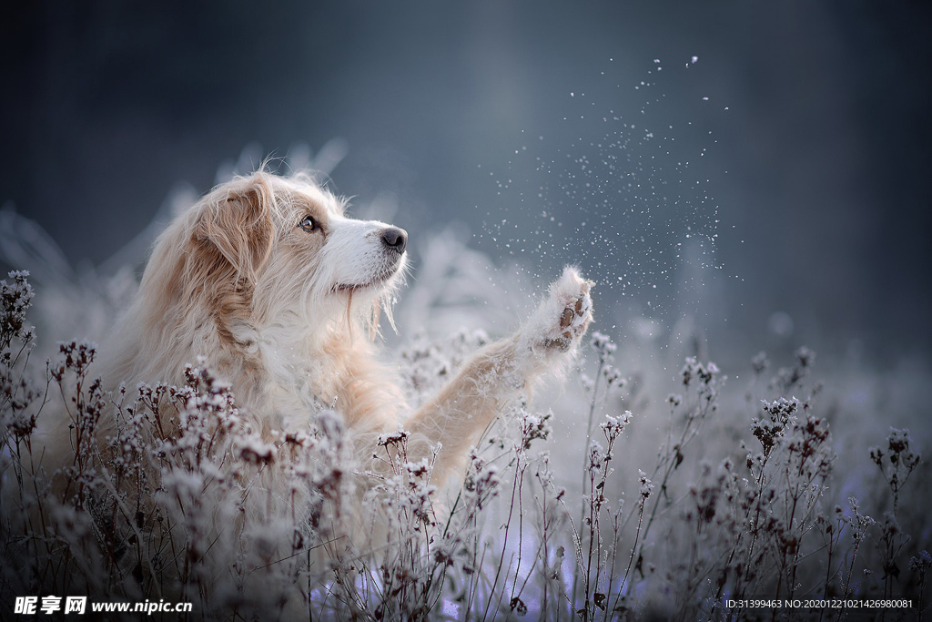 动物 宠物 狗 猫
