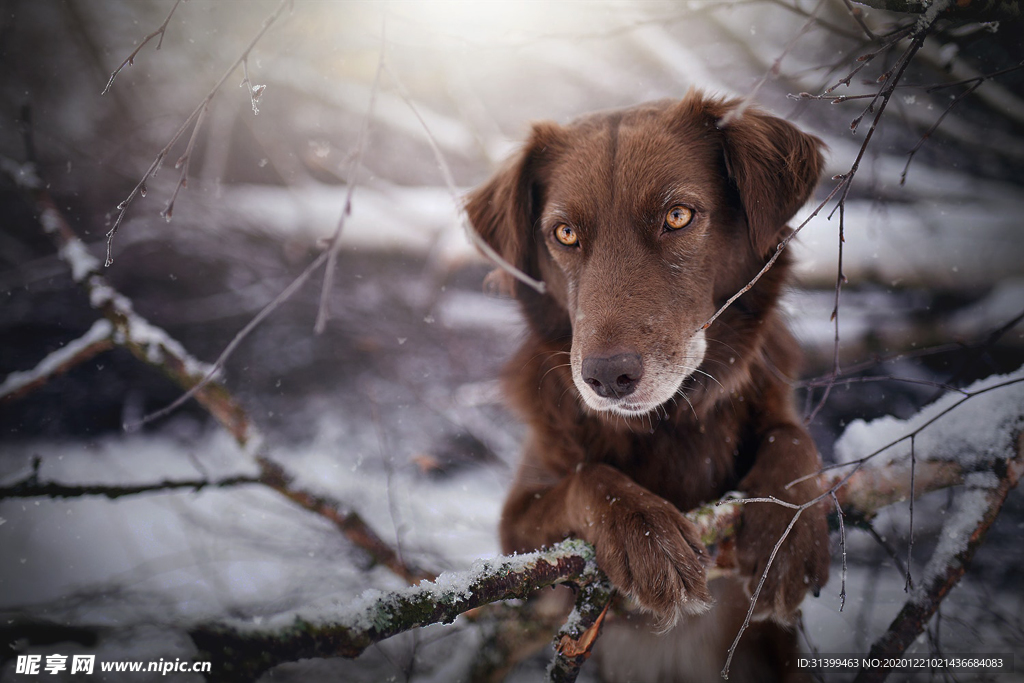 动物 宠物 狗 猫