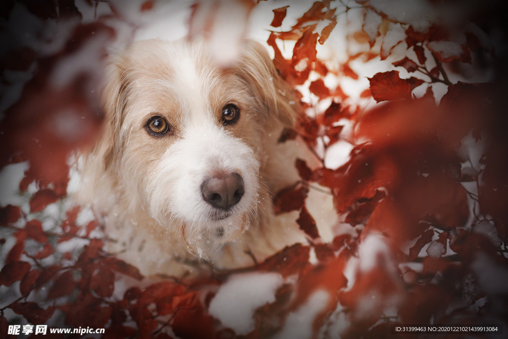 动物 宠物 狗 猫