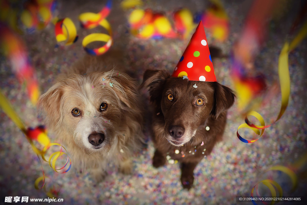 动物 宠物 狗 猫