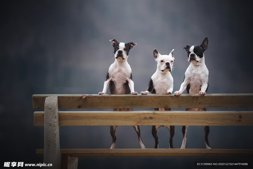 动物 宠物 狗 猫