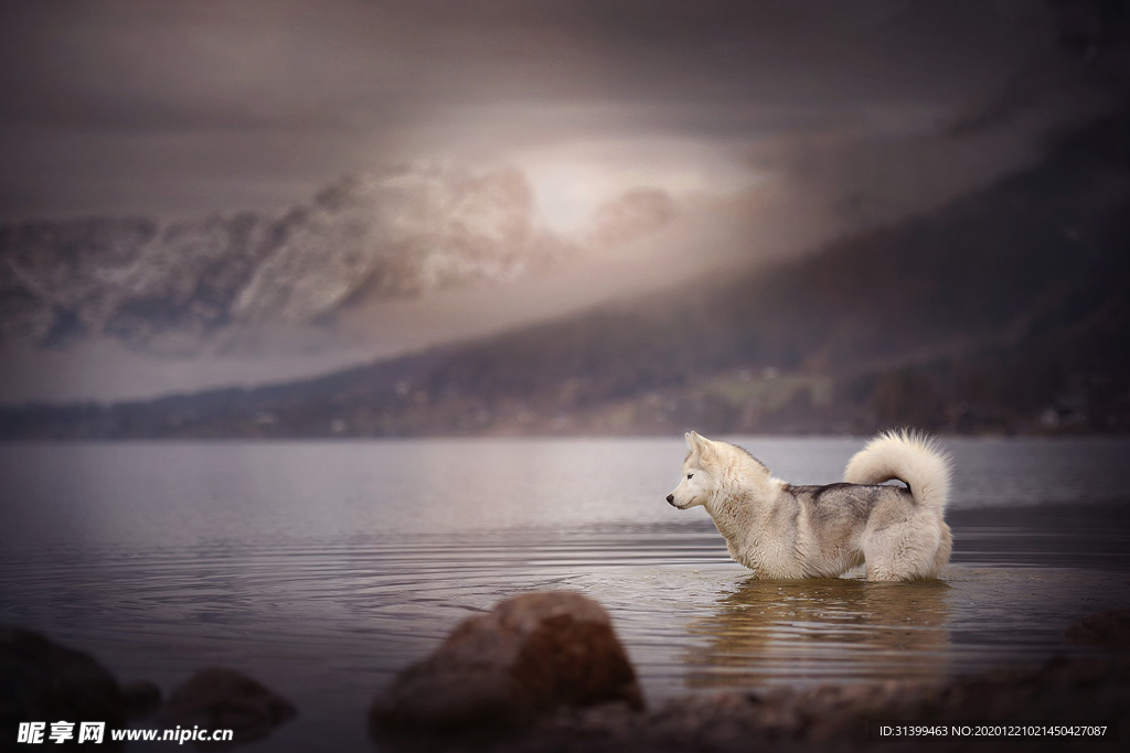 动物 宠物 狗 猫