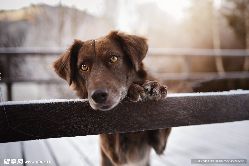 动物 宠物 狗 猫