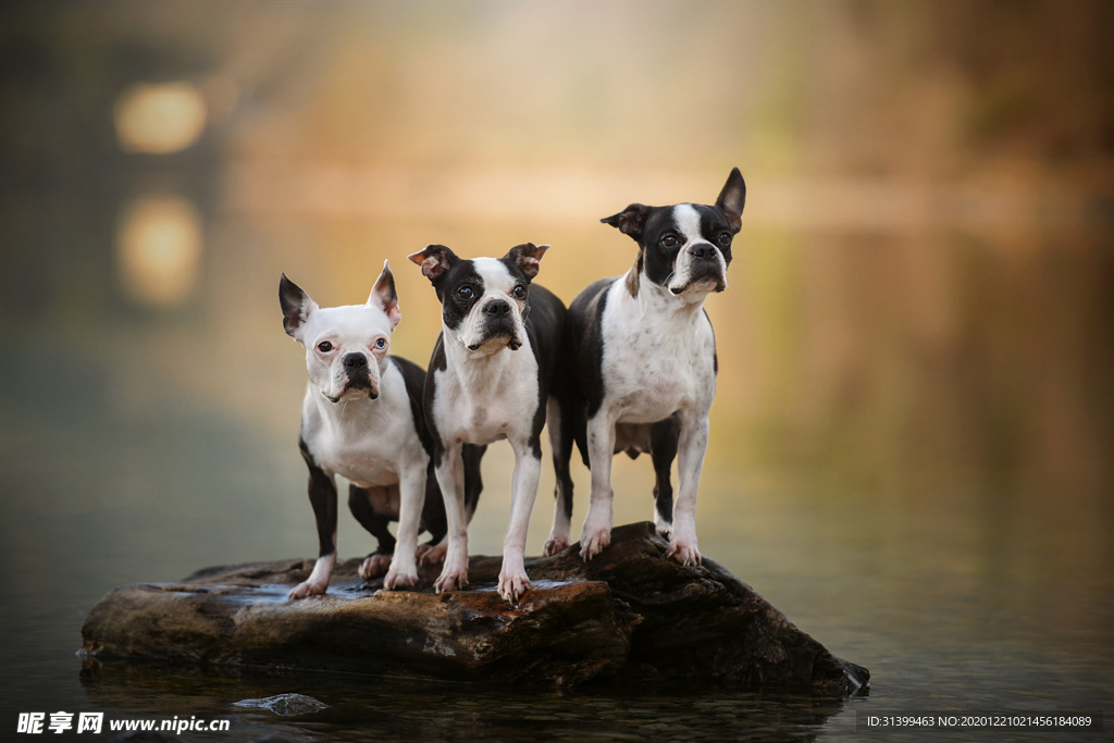 动物 宠物 狗 猫
