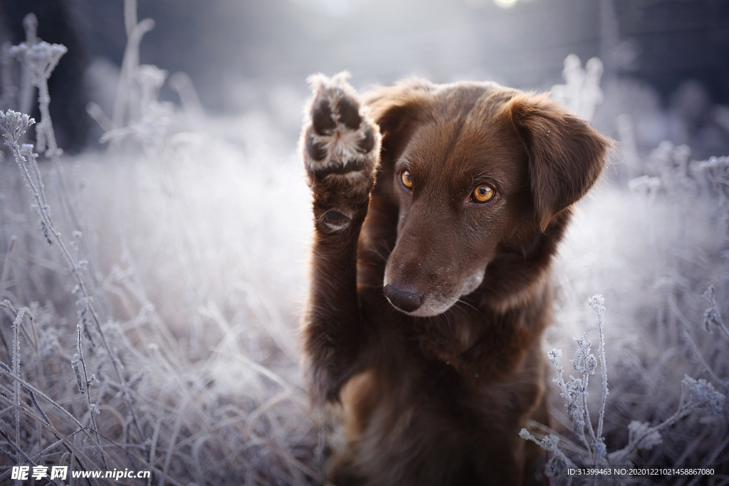 动物 宠物 狗 猫