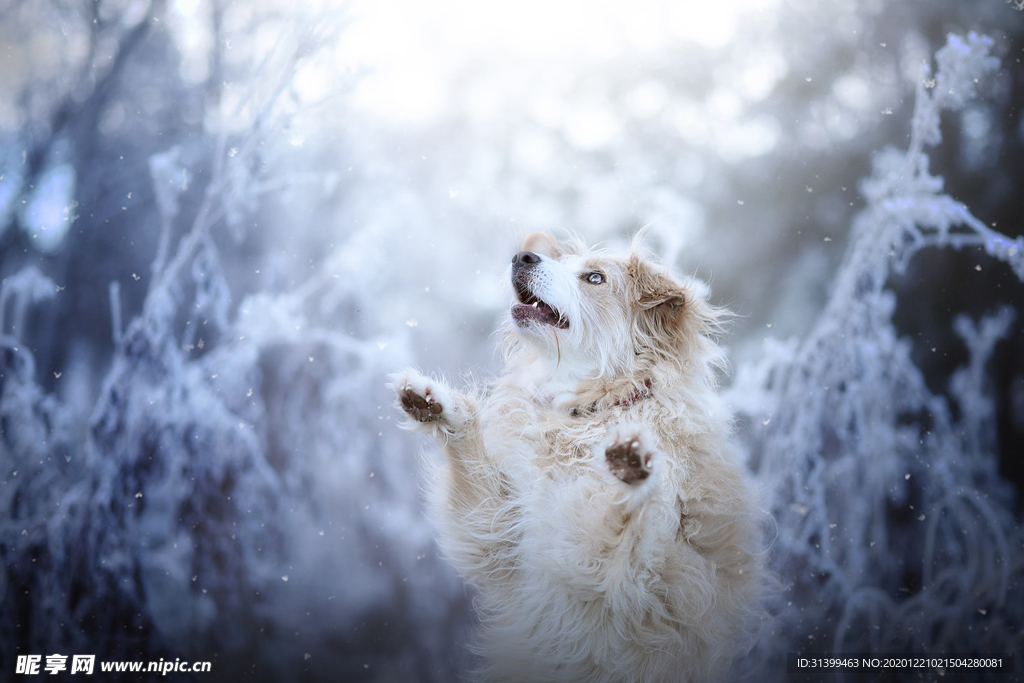 动物 宠物 狗 猫