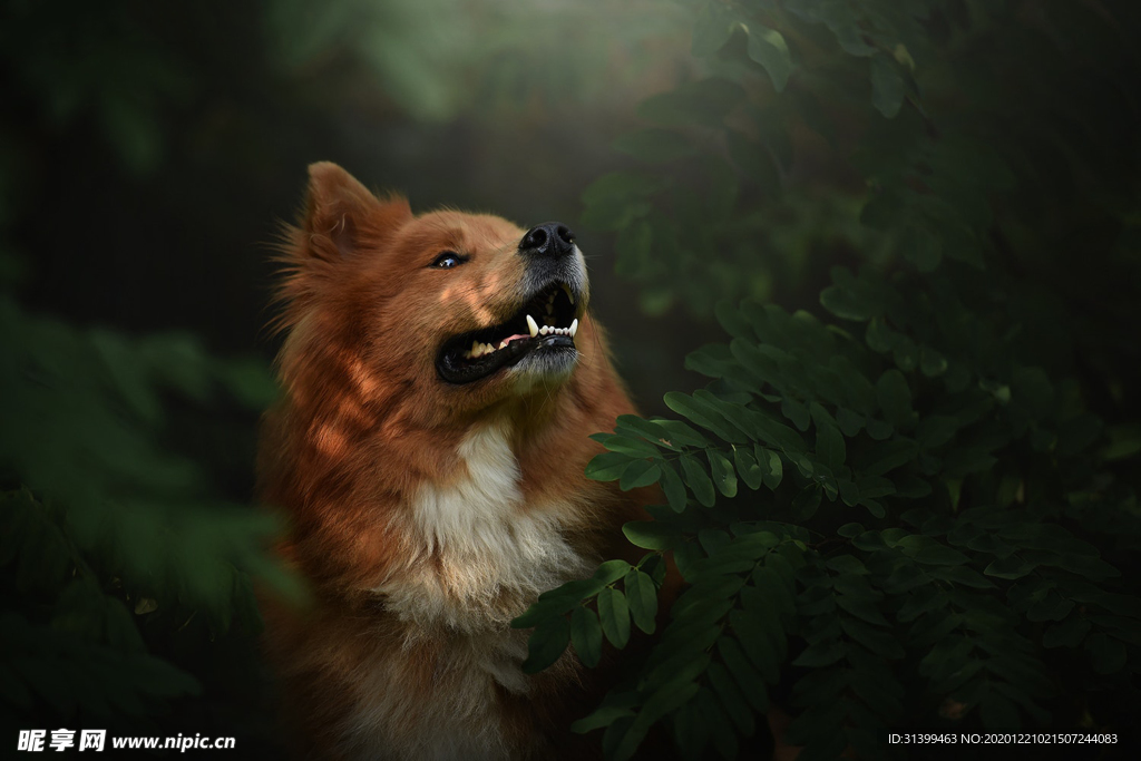 动物 宠物 狗 猫