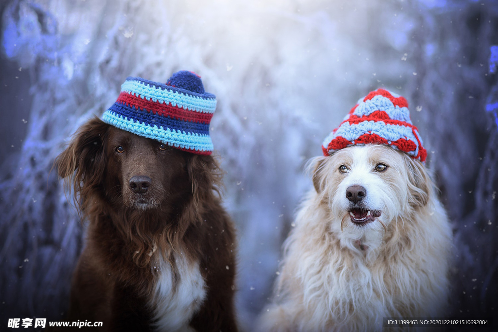 动物 宠物 狗 猫