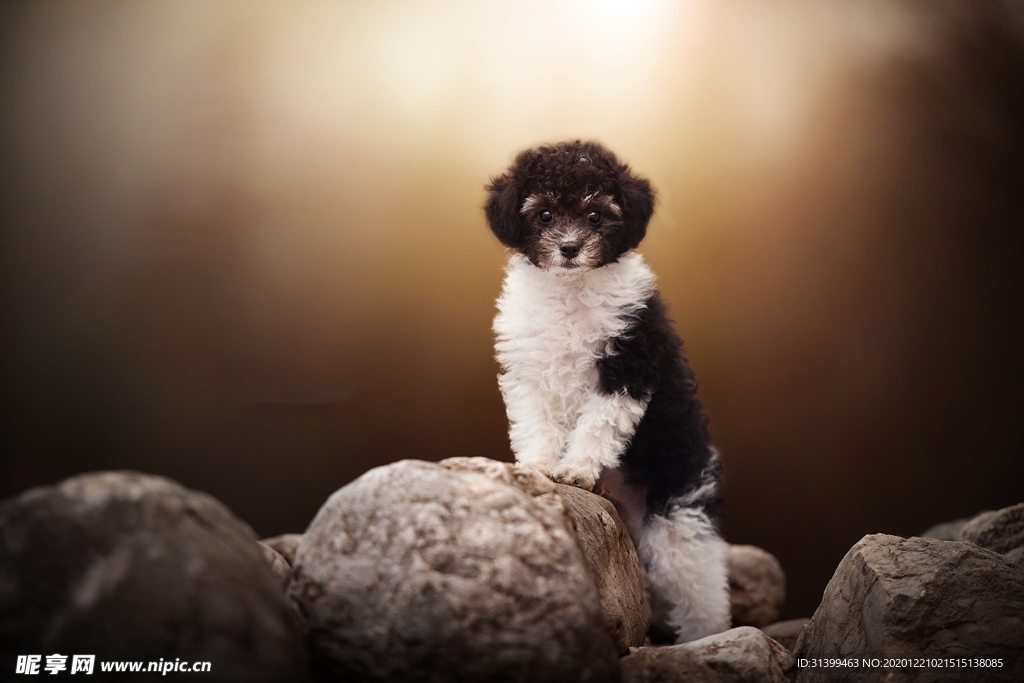 动物 宠物 狗 猫