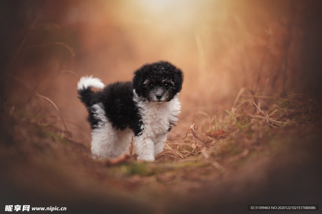 动物 宠物 狗 猫