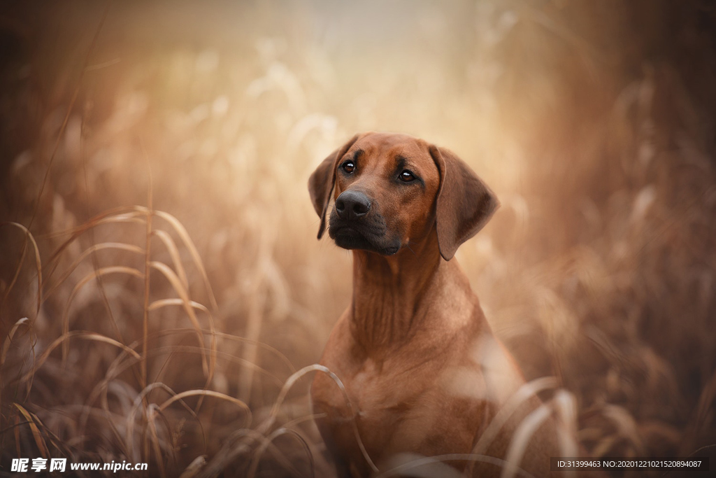动物 宠物 狗 猫
