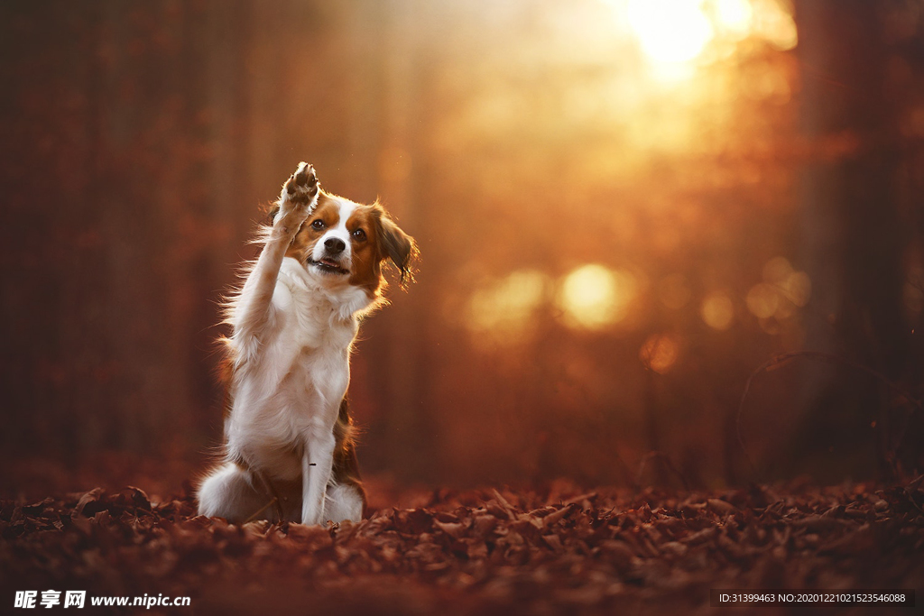 动物 宠物 狗 猫