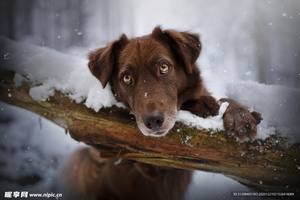 动物 宠物 狗 猫