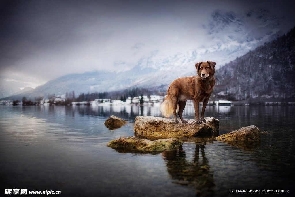 动物 宠物 狗 猫