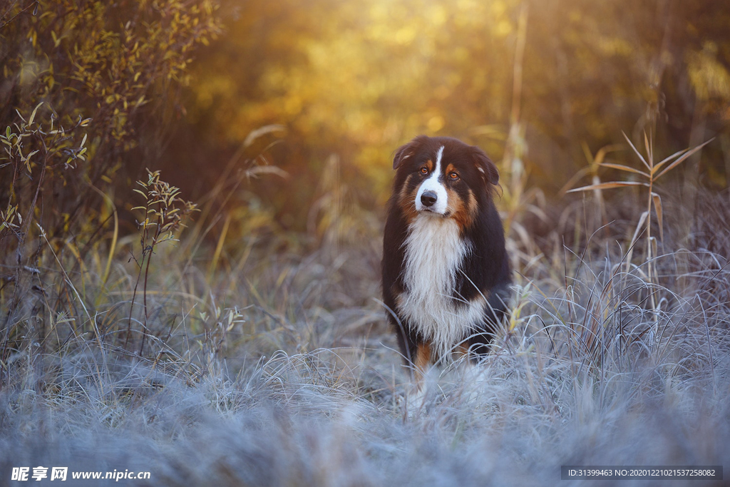 动物 宠物 狗 猫