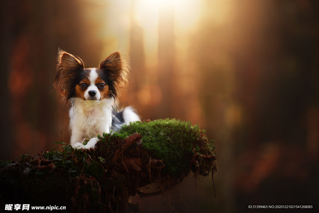 动物 宠物 狗 猫