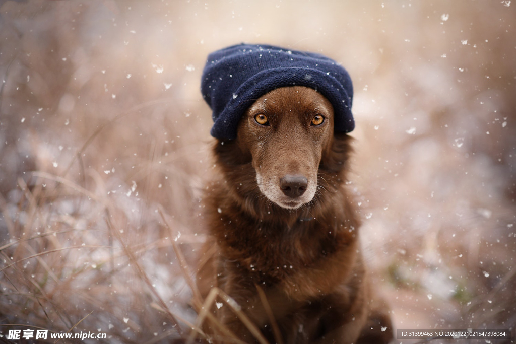 动物 宠物 狗 猫