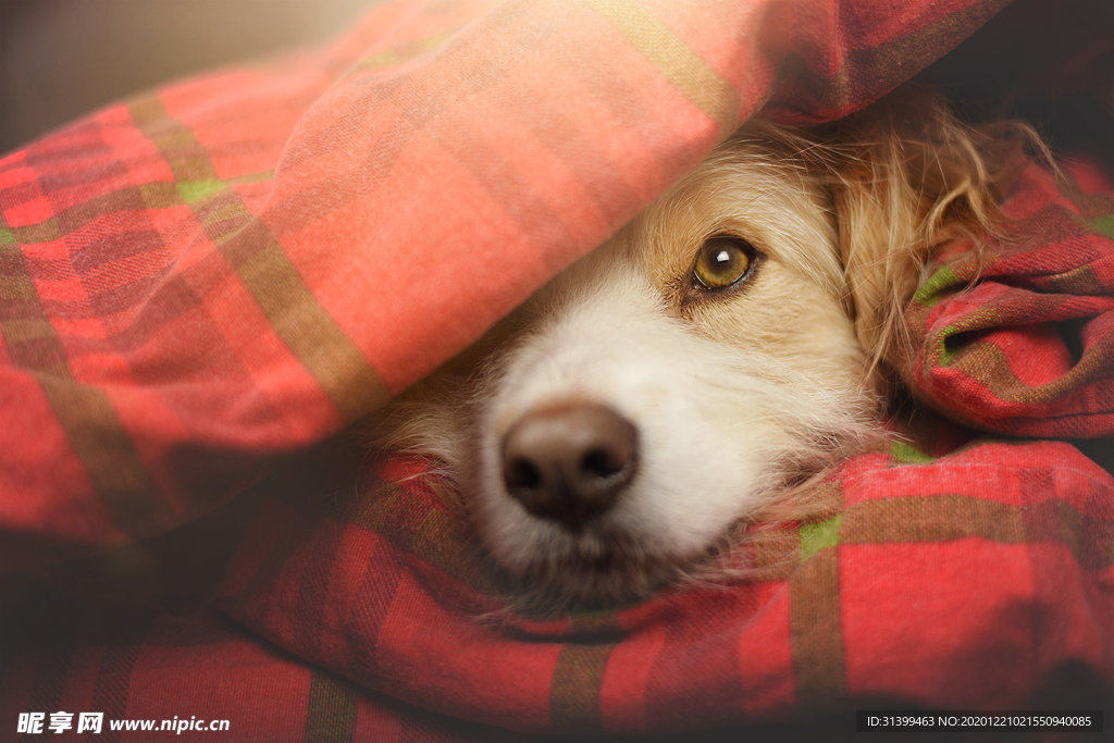 动物 宠物 狗 猫