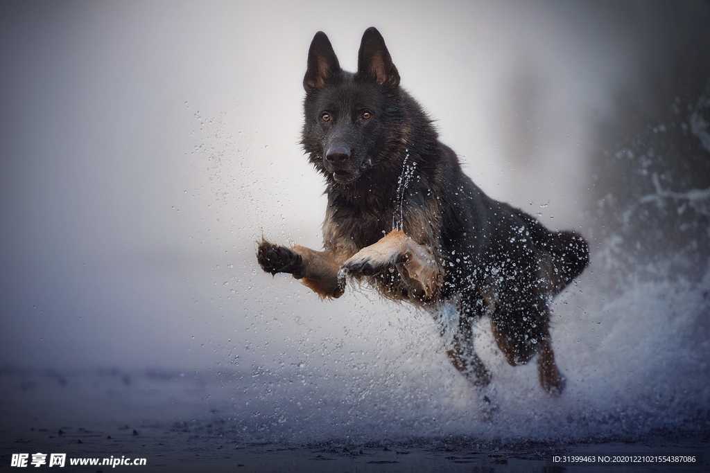 动物 宠物 狗 猫