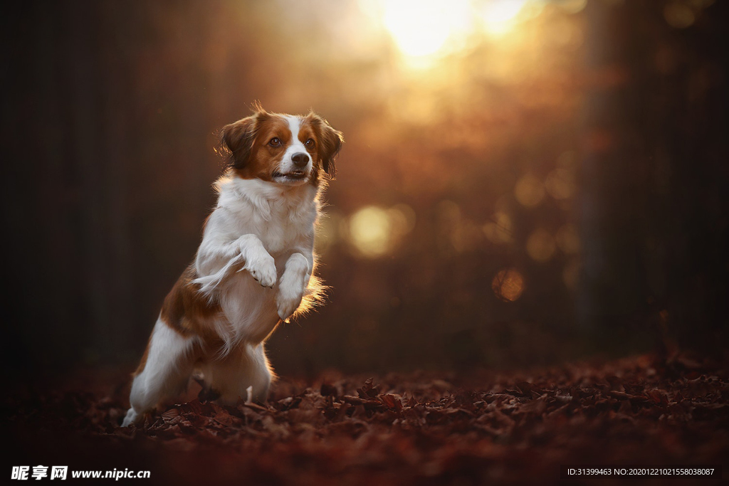 动物 宠物 狗 猫