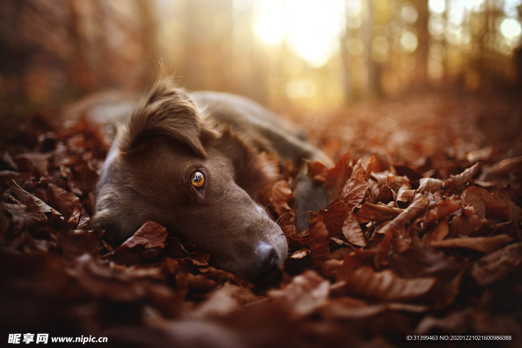 动物 宠物 狗 猫