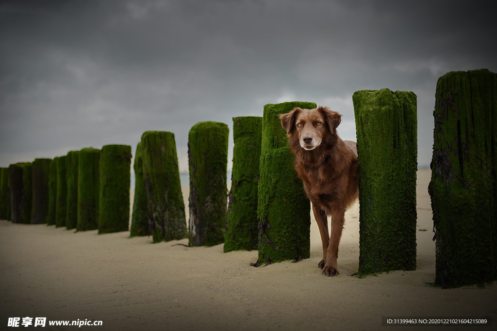 动物 宠物 狗 猫