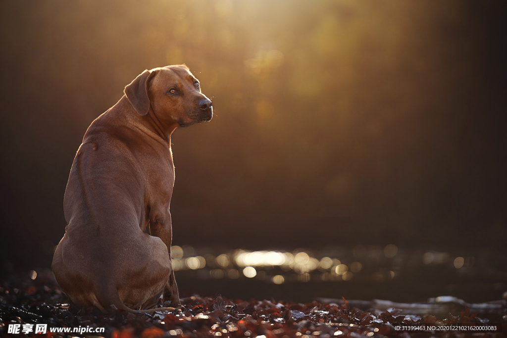 动物 宠物 狗 猫