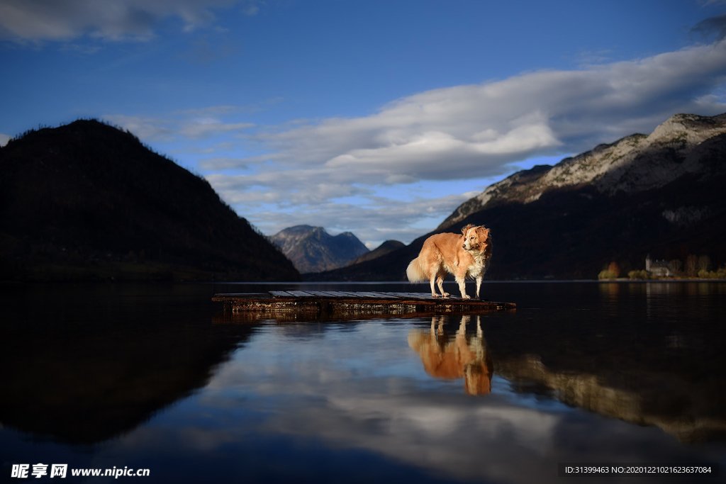 动物 宠物 狗 猫