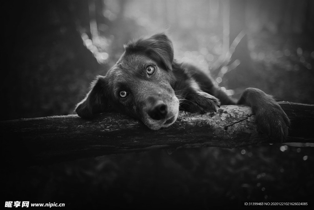 动物 宠物 狗 猫