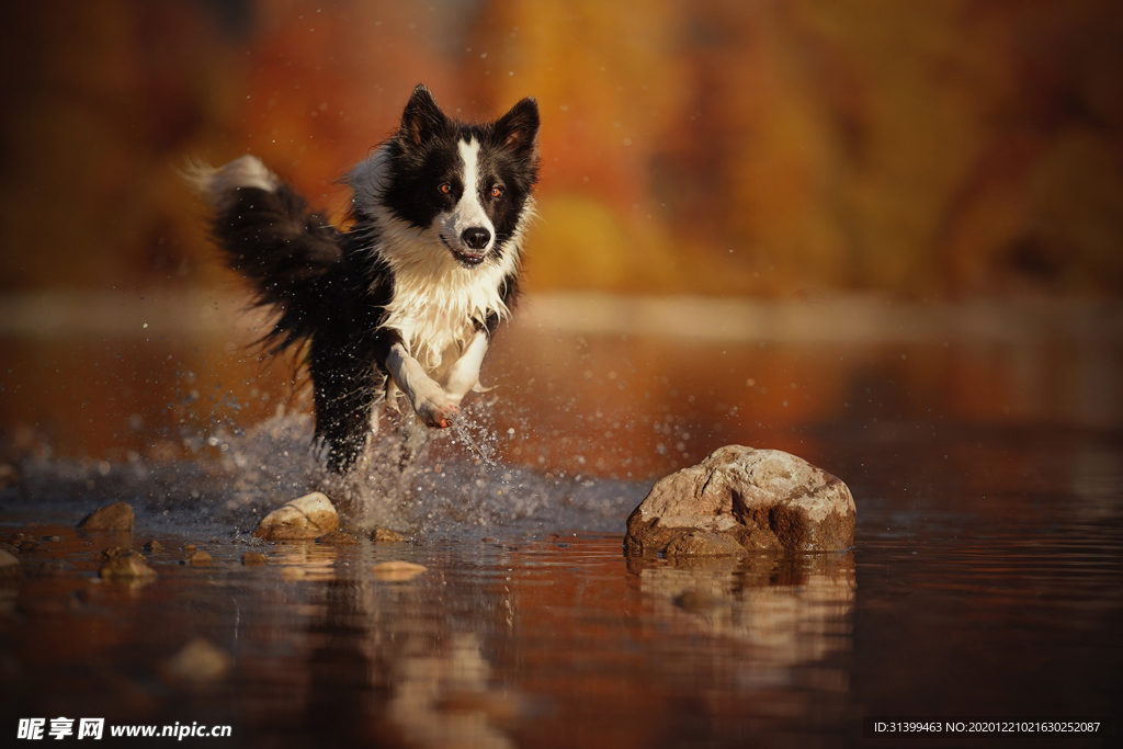 动物 宠物 狗 猫