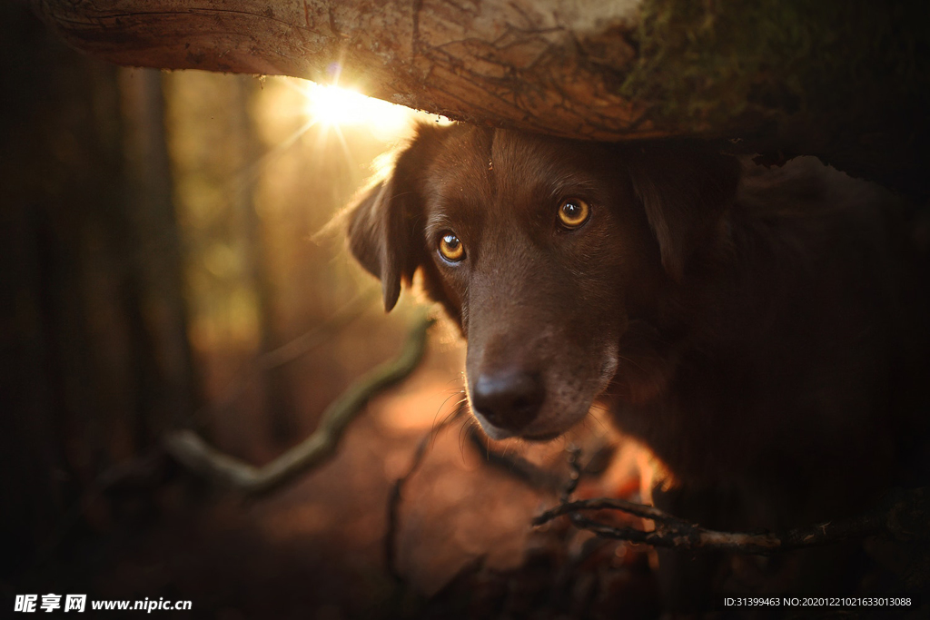 动物 宠物 狗 猫