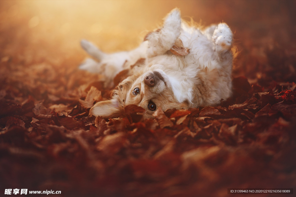 动物 宠物 狗 猫